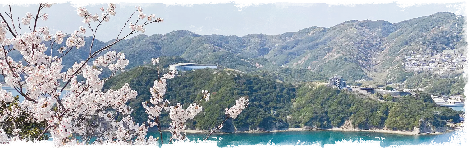 淡路島の山並みと桜