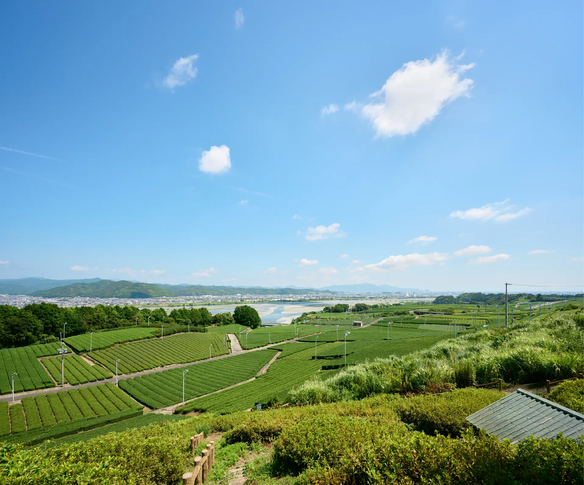牧之原の茶畑と風景