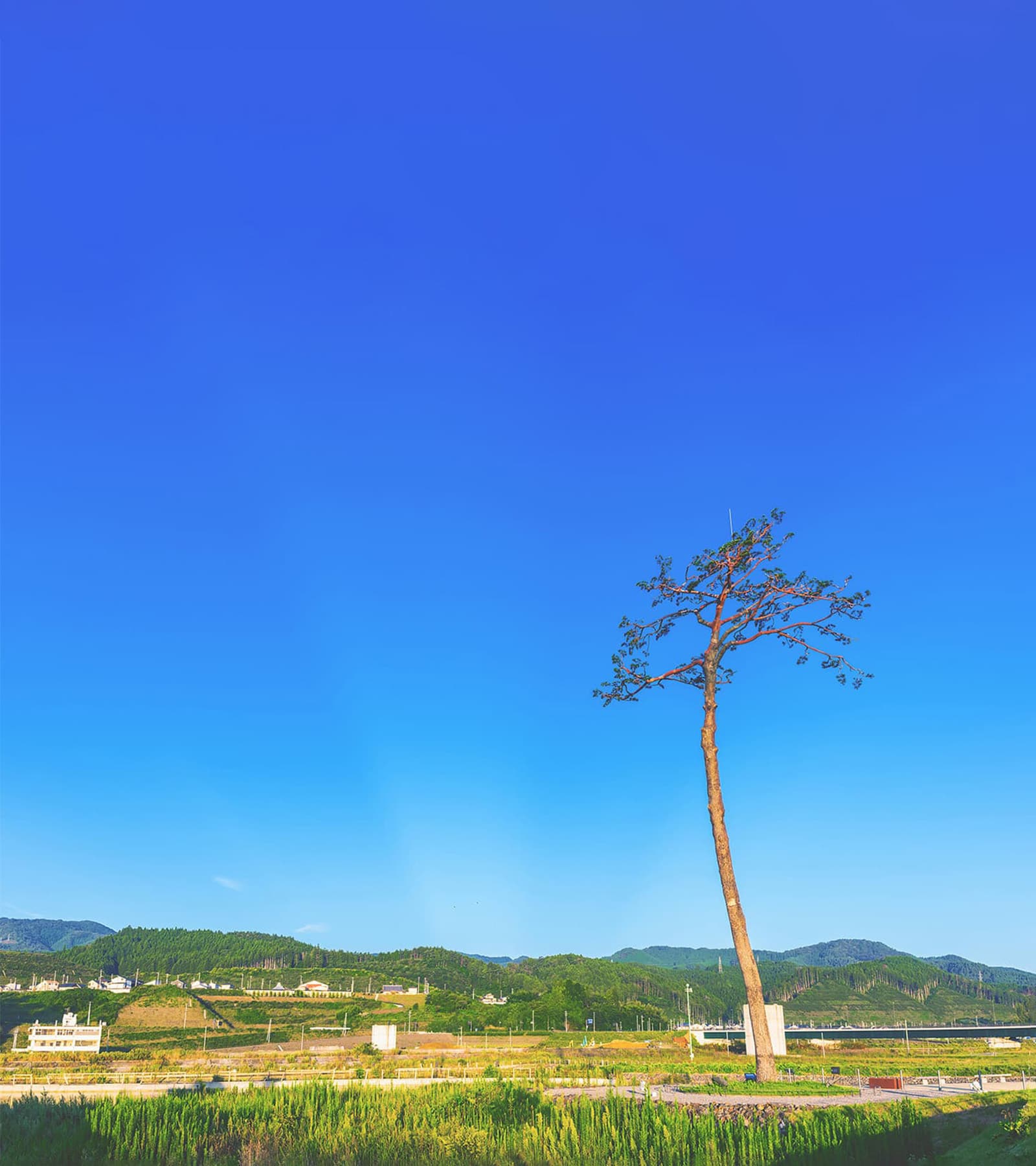 奇跡の一本松